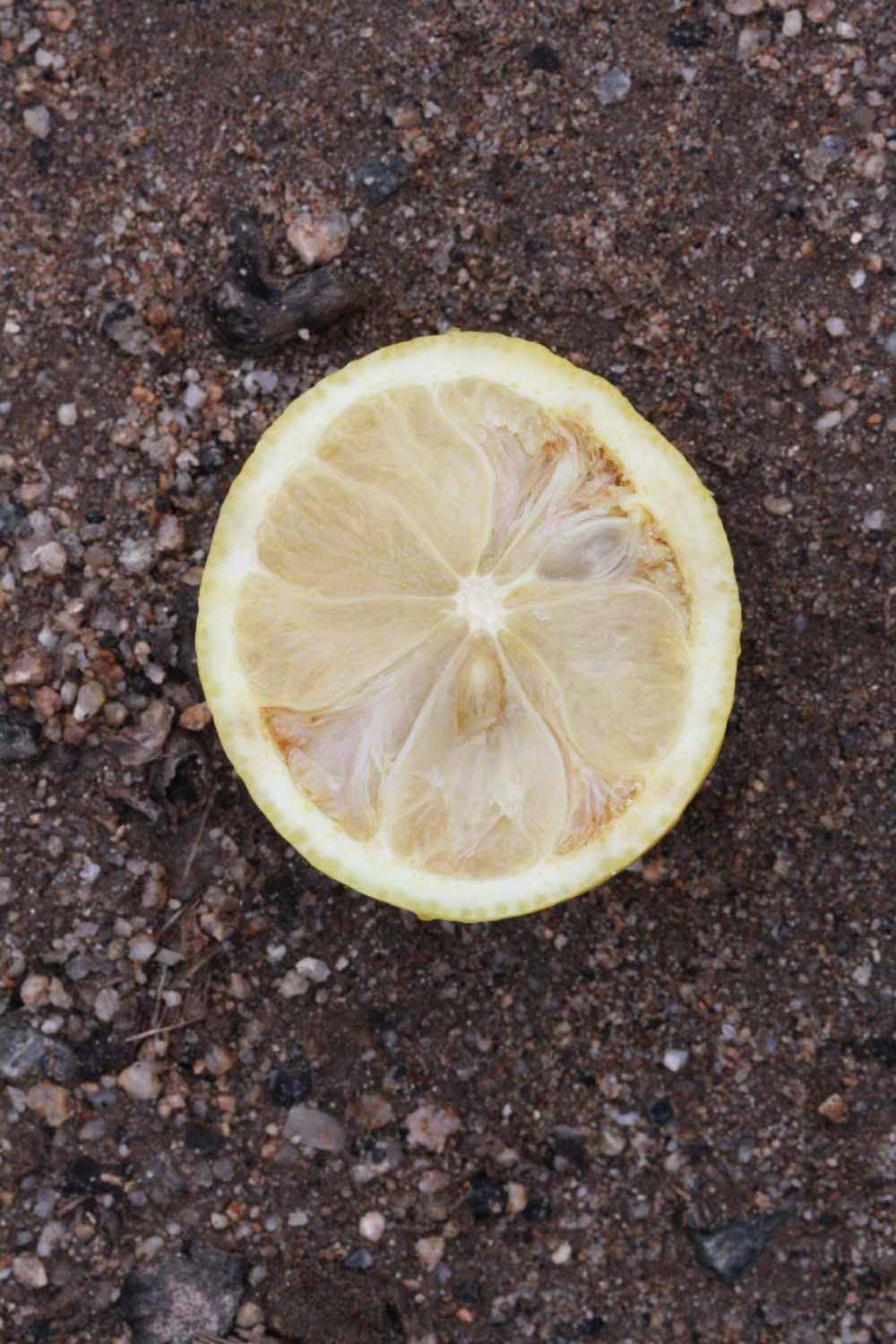            Fruit cross-section (Riverside, CA)   